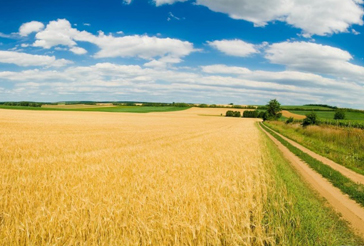 Agriculture-et-forestier